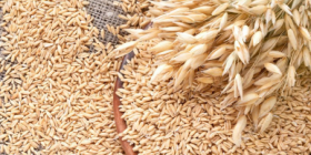 Naked oat