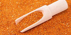 Red millet