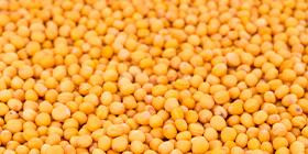 Yellow millet