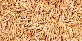 Naked oat