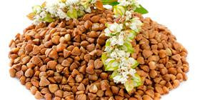 Buckwheat grain